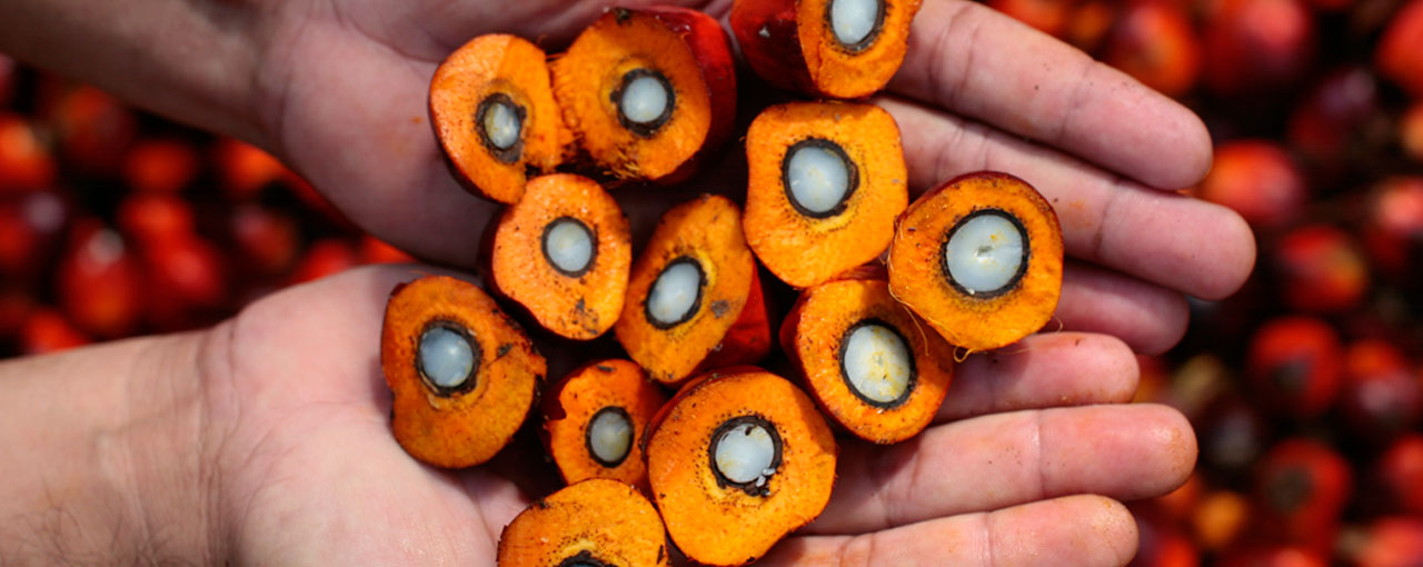 Hands holding palm fruit