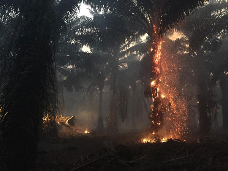 Fire burns palm trees in our plantation in-page image for September 6-10, 2019 hotspot monitoring update